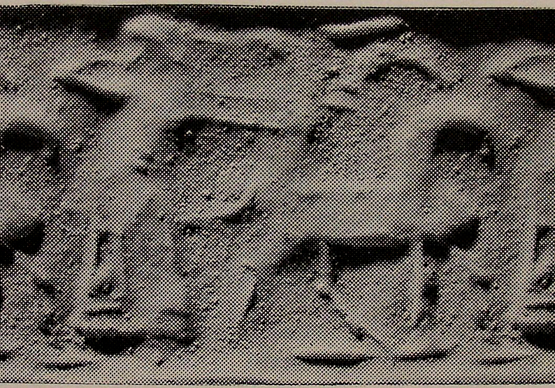 Archer hunting wild goat (ibex)