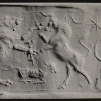 Lion fighting bull protecting calf