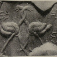 Two ostriches with intertwined necks