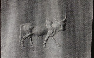 Striding zebu
