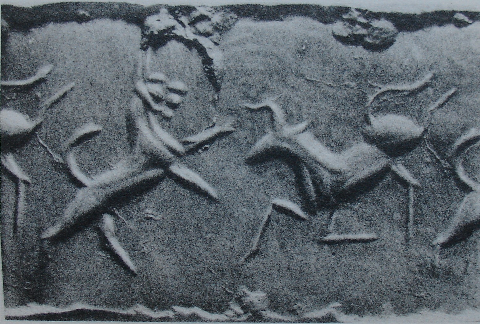 Leonine predator (lynx or hyena) attacking bull